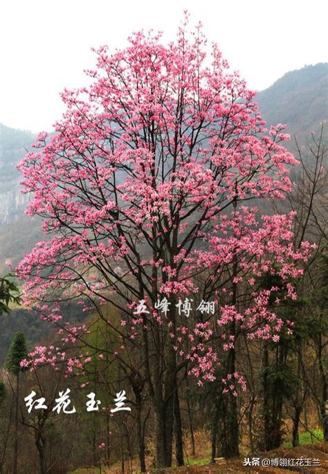 紅花喬木|紅花槭